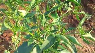 THRIPS amp MITES damage in CHILLIES [upl. by Annoik]