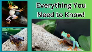 RedEyed Tree Frog Care Guide [upl. by Apollo]