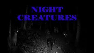 Night Creatures [upl. by Netram679]