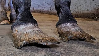 These Hooves Were In Terrible Condition How Can People Let This Happen  Satisfying Restoration [upl. by Phiona269]