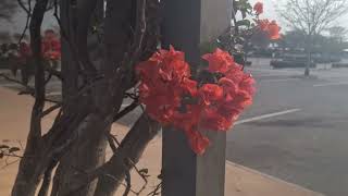 Samsung A54 4K Video test  Ungraded footage shot on overcast day [upl. by Mariejeanne]