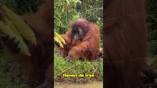 ORANGUTAN ATACA HOMBRE ¿Sabías qué 44 shorts [upl. by Kaylil923]