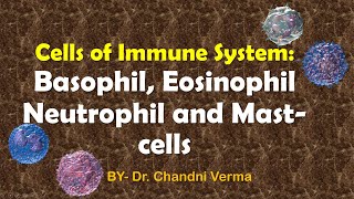 What are Granulocytes and its types  Neutrophils  Basophils  Eosinophils  Mast cells [upl. by Acino684]