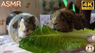 Guinea Pigs Eating Fruits amp Veggies ASMR  4K [upl. by Chari]