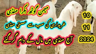 Memon Goth bakra Mandi latest updates 10112024 bakra mandi goat gulabi kamori teddy [upl. by Sosthena84]