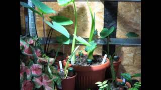 3 weeks Timelapse Colocasia Xanthosoma Caladium [upl. by Necyrb]