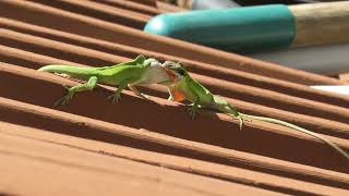 Green Anole Anolis carolinensis Fight [upl. by Bastian356]