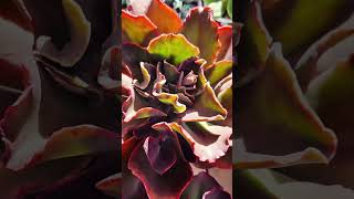 Echeverias Rulosas cactusysuculentas plantas suculentas jardin shortvideo [upl. by Ateekahs423]