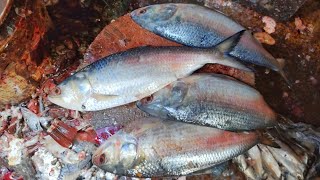 Popular Big Hilsa Fish Cutting Skills Live in Bangladesh Fish Market  Fish Cutting Skills [upl. by Eul147]