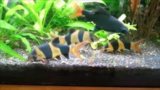 Clown Loaches  Here come the Fish Tank Clowns [upl. by Aziram]