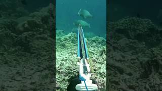 Easy to Spear Gentle Giant Bumphead Parrot fish [upl. by Denison]