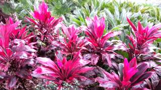 Cordyline fruticosa rubra  Palm Lily HD 03 [upl. by Halda901]