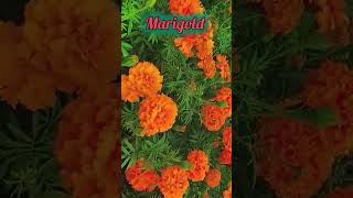 Marigold flowers care tips short वायरल marigold flowers yt [upl. by Bentley755]