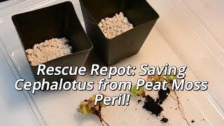 Rescue Repot Saving Cephalotus from Peat Moss Peril [upl. by Dino981]