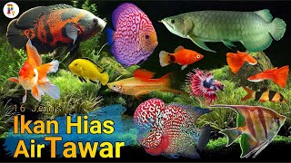 16 Jenis Ikan Hias Air Tawar [upl. by Zolnay886]