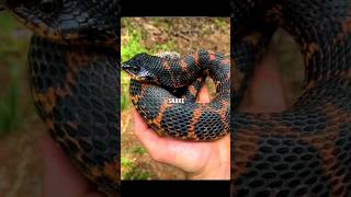 The Oscar winner snake shorts facts amazingfacts viralshorts viral [upl. by Ijok]