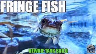 Fish On The FRINGE  Which Fish Are Compatible with Your Reef Tank  Newbie Tank Build [upl. by Willtrude]