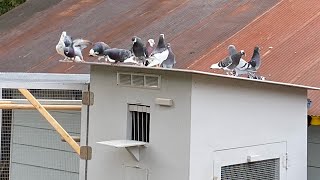 Roller pigeon kit box Birmingham Roller pigeons or small loft [upl. by Gypsie391]