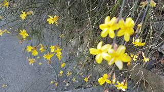 Зимний жасмин цветение Природа Цветы Winter Jasmine Oleaceae Flowers Relaxing Video 봄의 꽃 자연 [upl. by Dacey]