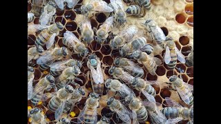 AMAZING LIFE CYCLE OF A QUEEN HONEYBEE  Beekeeping [upl. by Ahseia981]