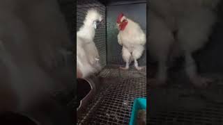 American Silky Chicken Kerala chickenfarming chickenfarm [upl. by Niggem]