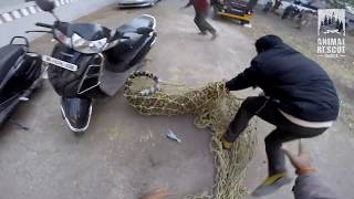 Leopard Rescue in Nashik  Leopard in Nashik city  Gopro  Animal Rescue India [upl. by Tiduj924]