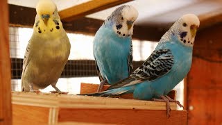 Over 2 Hours of Budgies Playing Singing and Talking in their Aviary [upl. by Ezara]