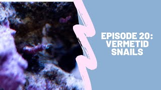 150g Reef Tank Ep 20  Vermetid Snails [upl. by Lleddaw]