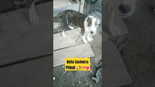 Pitbull la Cachorra Latina 😱🐶 pitbull perros pitbullblue lovestory animals shorts Pitbull [upl. by Uol77]