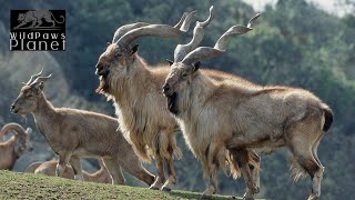 Markhor The Majestic Mountain Goat [upl. by Tai]