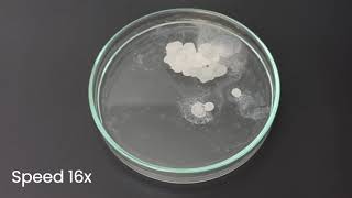 Fabrication of thin film TPU film [upl. by Nerdna]