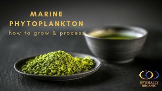 How to Grow and Process Marine Phytoplankton [upl. by Case]