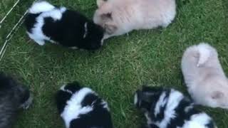 20 Portland Pomskies puppies playing in the grass [upl. by Attalie]