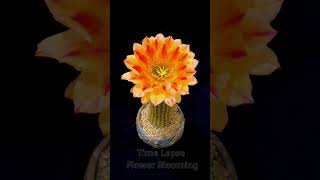 Time lapse flower cactus blooming Witness the magical beauty of a cactus flower in full bloom P15 [upl. by Ayekram]