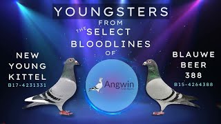 Premium Racing Pigeon Youngsters 2023 from Angwin Family Pigeons [upl. by Helsie]