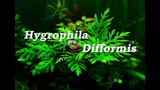 Hygrophila difformis Water Wisteria [upl. by Nrubloc]