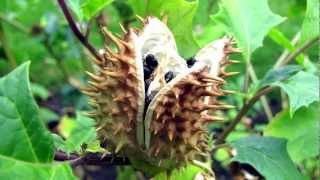 An insane Datura Stramonium Tripreport  Read aloud [upl. by Ailecec]