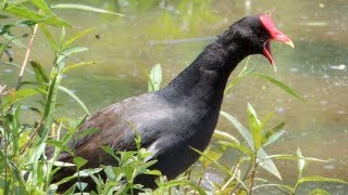 O Canto do Frango Dágua Comum Gallinula galeata [upl. by Hicks]