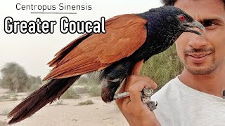 Greater coucal Crow Pheasant Centropus sinensis AZ Information [upl. by Eeldivad412]