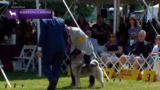 Norwegian Elkhounds  Breed Judging 2022 [upl. by Reyam800]