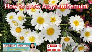 How to grow Argyranthemum ​  Pinay Countrylife flowers garden viral gardening plants [upl. by Doy]