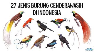 27 Jenis Burung Cenderawasih Birds of Paradise di Indonesia [upl. by Aseyt557]