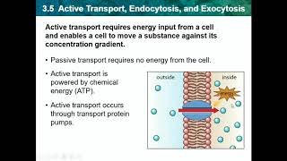 Biology CH 35  Active Transport Endocytosis and Exocytosis [upl. by Nnylsia]