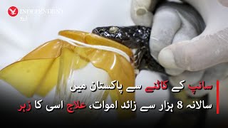 MadeinPakistan snake antivenom saves lives – Indy Special [upl. by Lleinnad]