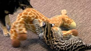 Ocelot Kitten Santos and Dog Blakely Play One on One  Cincinnati Zoo [upl. by Mailli866]