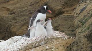 Gentoo Penguin Childraising in Antarctica [upl. by Boynton975]