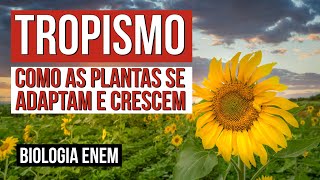 TROPISMO como as plantas se adaptam e crescem  Biologia para o Enem  Cláudia de Souza Aguiar [upl. by Hultgren]