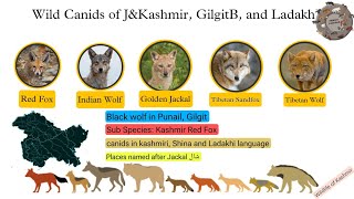 Wildlife of Kashmir Ladakh and Gilgit Baltistan  Fox Wolf and Jackal Explained [upl. by Rame755]