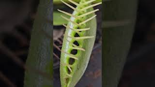 Fed My Flytrap Giant Fly plants plant garden fun interesting plantcare health [upl. by Tomlinson183]