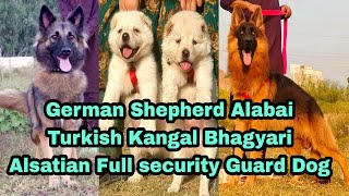 German Shepherd Alabai Turkish Kangal Bhagyari a lot of Security Guard Dogs 03139393944 [upl. by Elohcim]